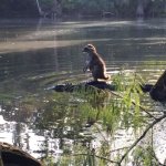 a racoon riding an alligator