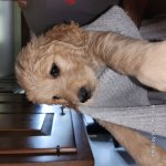 Goldendoodle