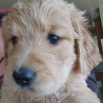 Goldendoodle