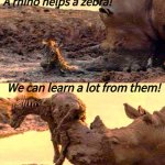 you need a lift? - a rhino helps a zebra | A rhino helps a zebra! We can learn a lot from them! Angel Soto | image tagged in rhino,zebra,help from different species,we can learn | made w/ Imgflip meme maker