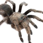 Tarantula Spider