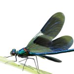 Transparent Dragonfly PNG