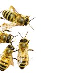 Honeybees Transparent PNG