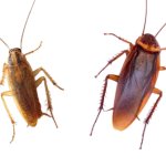 Transparent Cockroaches PNG