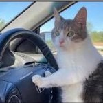 Driving cat