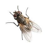 Housefly