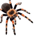 Tarantula Transparent PNG