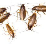 Cockroaches Transparent PNG