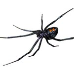 Black Widow Spider