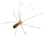 Daddy Long Legs Spider