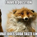 i've never had soda plz tell me what it tastes like | I HAVE A QUESTION; WHAT DOES SODA TASTE LIKE | image tagged in i have a question fox,what does soda taste like,i've never had soda | made w/ Imgflip meme maker
