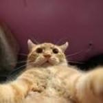 selfie cat