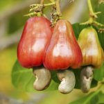 Itchy nuts | image tagged in cashew fruit | made w/ Imgflip meme maker