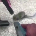 rat with guns pointed to it