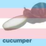 Trans cucumper