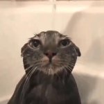 Wet cat | image tagged in wet cat | made w/ Imgflip meme maker