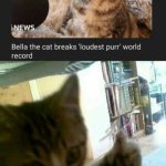 Longest purr