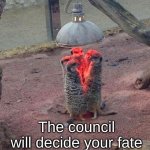 Meerkat the council will decide your fate meme