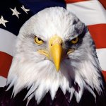 American Bald Eagle & Flag template
