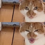 Reaction Cat