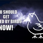 YOU SHOULD GET PECKED BY BIRDS, NOW!