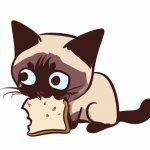 cute siamese cat eating bread meme