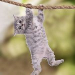 Hanging cat meme
