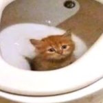 Toilet cat template