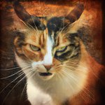 scowling calico cat