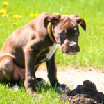 dog made a giant poo