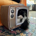 Grumpy Cat TV template