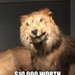 Stuffed Lion | GIRLS AFTER USING; $10,000 WORTH OF HAIR-CARE PRODUCTS | image tagged in stuffed lion | made w/ Imgflip meme maker