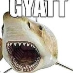 Shark gyatt