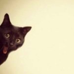 super smileing cat