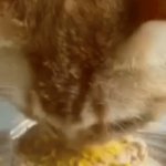 Chinese Food | CANTONESE DUCK SPECIAL!  .50 CUP | image tagged in gifs,ordering takeout,chinese food,its on the menu,funny memes | made w/ Imgflip video-to-gif maker