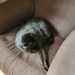 Black cat in a chair