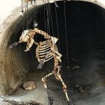 Animal Skeleton Puppet meme