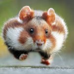 the hamster