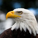 USA