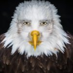 Bald eagle stare