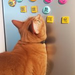 Orange cat staring at refrigerator magnets