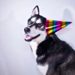 husky birthday hat