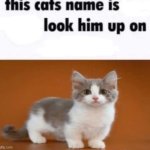 This cats name is (blank) meme