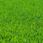 when the grass is cut