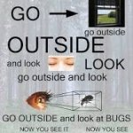 Go outside and look at bugs