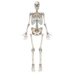 Skeleton Illustrations | Medical Illustrations of the Skeletal S