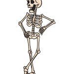 Cartoon Skeleton Drawing - How To Draw A Cartoon Skeleton Step B