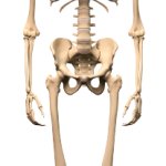 Full Body Skeleton