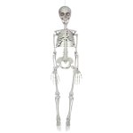 Full Body Skeleton