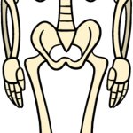 Full Body Skeleton